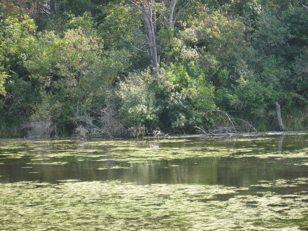 Michigans West Coast 2009 1475.jpg - Labor Day 2009. A trip along Michigans west coast to see beachs, art and buffets.